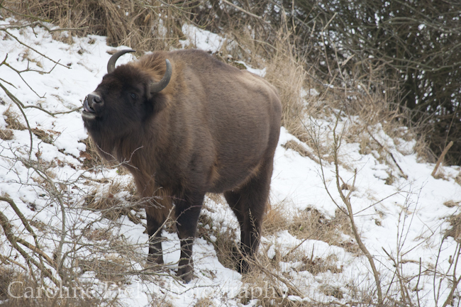 European bison (Bison bonasus) foraging on bark in snow covered dunes, nationaal park Zuid-Kennemerland.