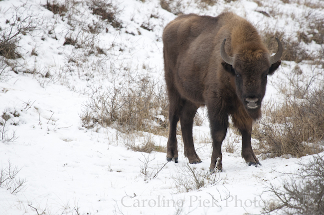 European bison (Bison bonasus) standing in snow covered field, nationaal park Zuid-Kennemerland.