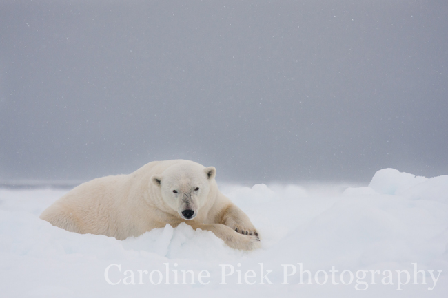 Zoogdieren fotografie van Spitsbergen