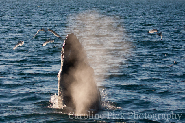 Zoogdieren fotografie walvis