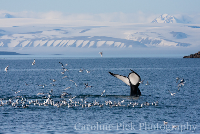 Humpback whale (Megaptera novaeangliae) flicks its tail at Svalbard.