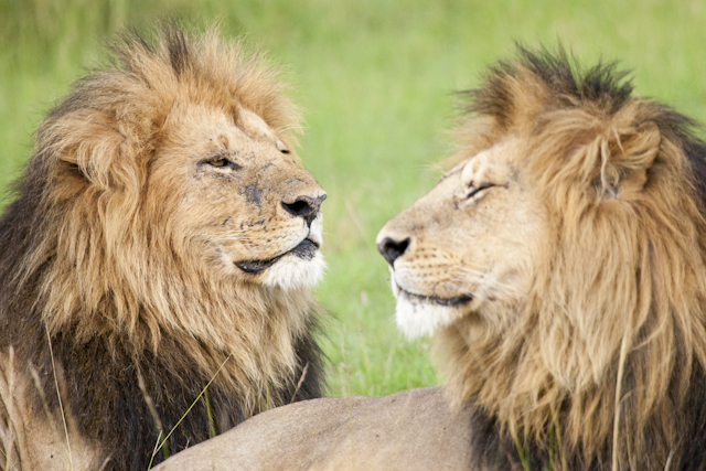 Portrait of two resting male lions (Panthera leo)