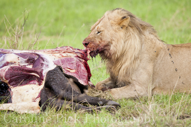 African Lion (Panthera leo) male feeding on African Buffalo (Syncerus caffer)