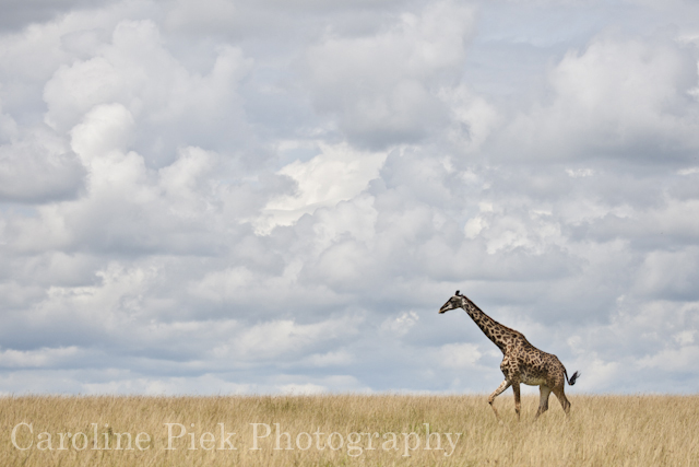 Masai Giraffe (Giraffa camelopardalis tippelskirchi) loopt over savanne
