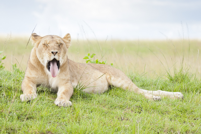 Yawning African Lion (Panthera leo) female in grassland