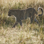 Luipaard (Panthera Pardus) in tegenlicht loopt door het gras