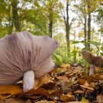Natuurfoto Workshop paddenstoelen fotograferen